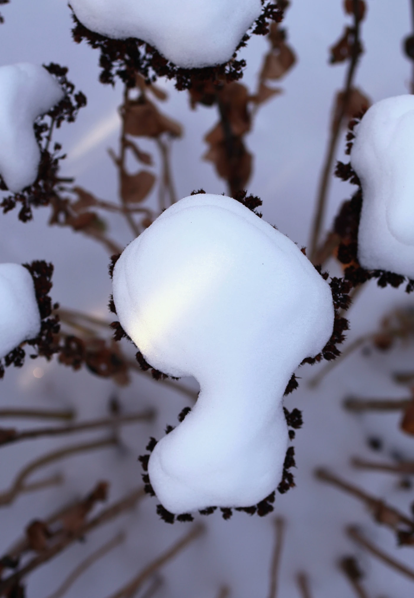 Photograph of snow and plants; the plant extends radially from a central focal point of blossoms supporting a pillow of snow. Sun streaks across the frame, lightly touching the center.