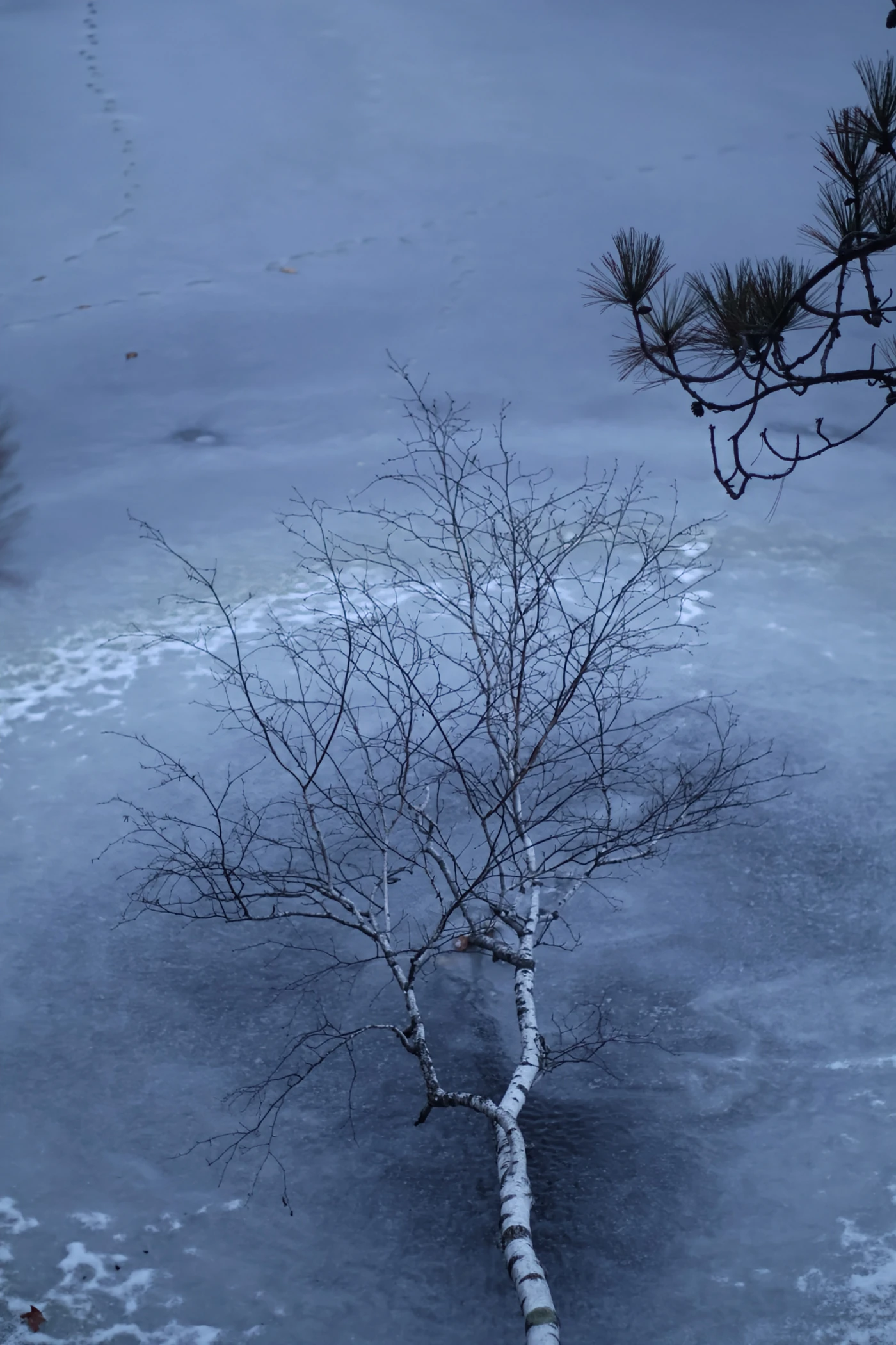 Fallen birch tree hovers over a frozen river. It's the last blue light of a gloomy day. A pine branch crowds the corner.