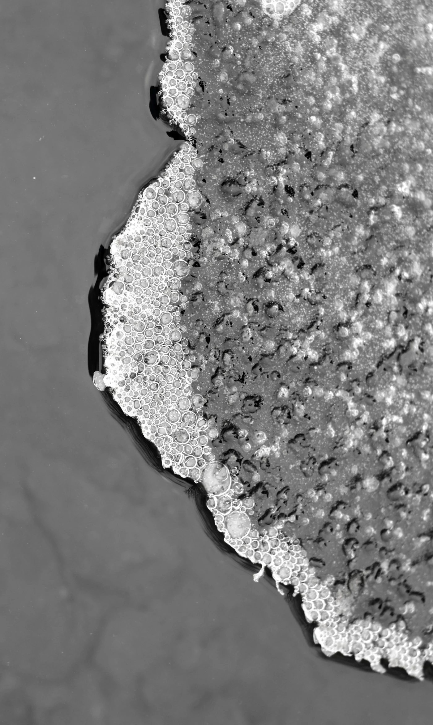 A thin sheet of ice floats on gray December water. The edge is full of frozen bubbles, bright against the drab ice at the center.