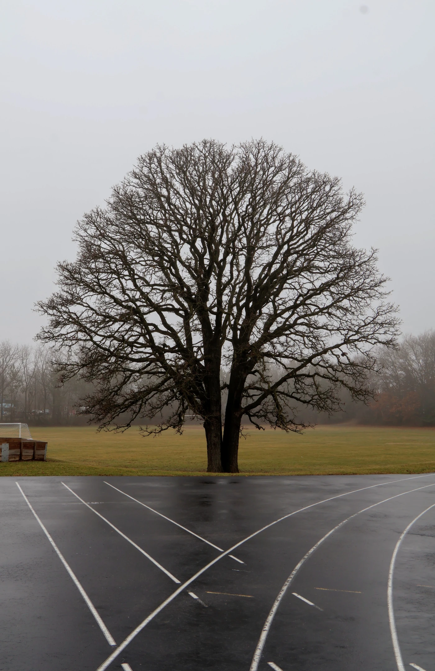 A lone oak tree is standing on a foggy day. A asphalt track frames the foreground with diverging white lines.